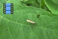 Scene 28_Hairstreak on Leaf